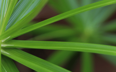 Getting Rid of a Nutgrass Problem