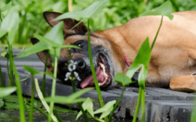 The Natural Cooling Effect of Grass