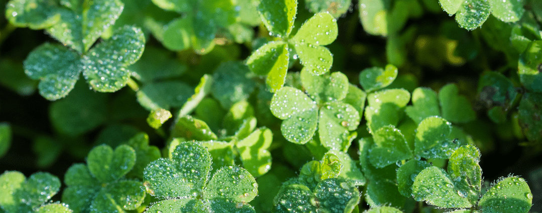 Dealing with Oxalis in Lawn