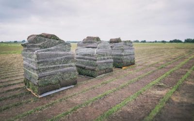 News 8 Why Choose A Fully Accredited Turf Grower?