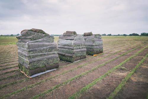 Why Choose A Fully Accredited Turf Grower?