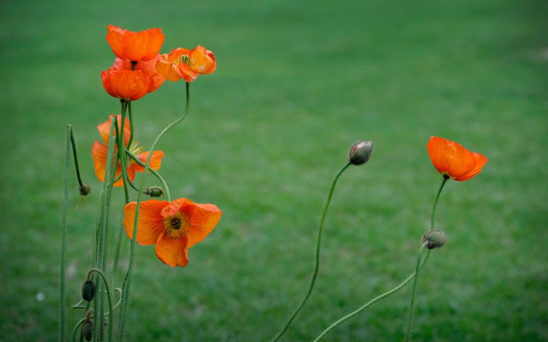 What Are Micronutrients And Why Does Your Lawn Need Them?
