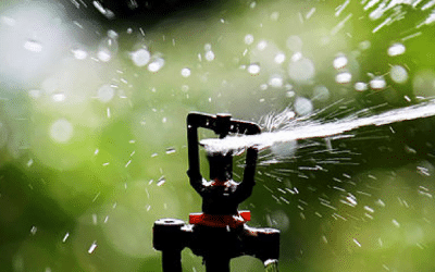 News 11 Am I Watering Enough? Or Maybe Too Much?