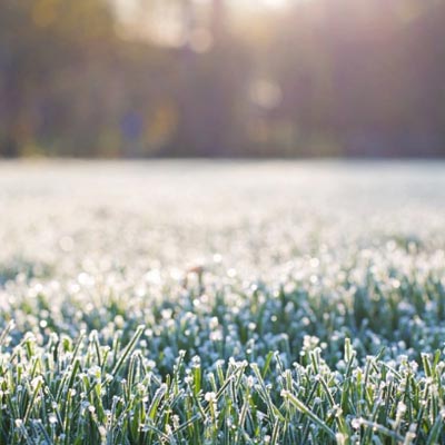 frost on lawn