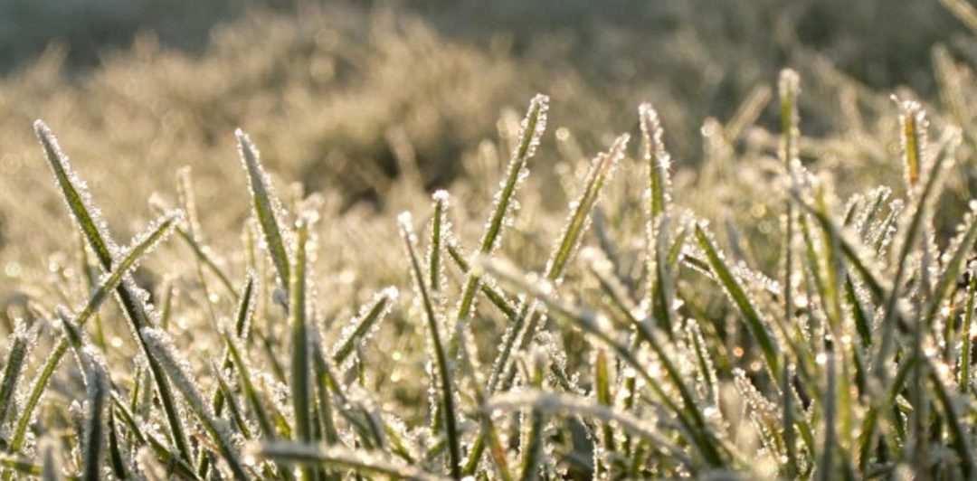 Your Lawn and Frosty Mornings