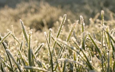 News 6 Your Lawn and Frosty Mornings