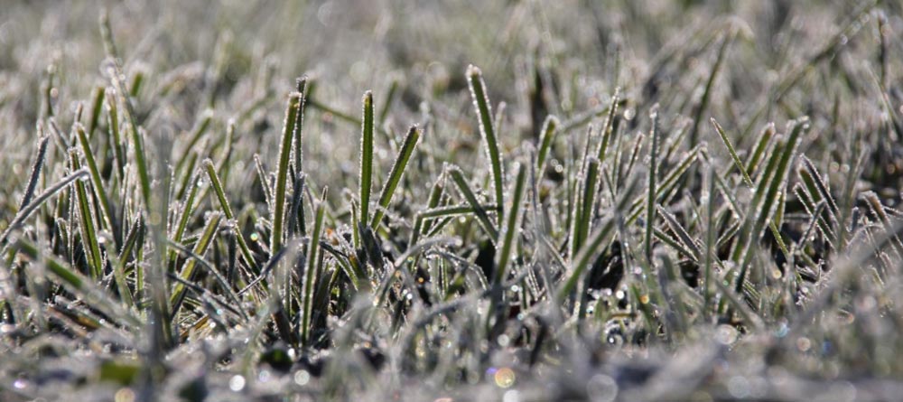 frost 3
