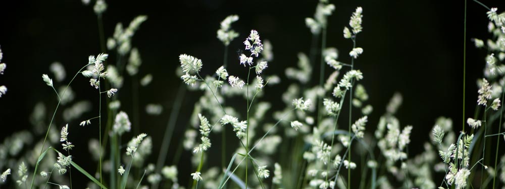 winter weed killer for lawns