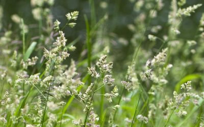 News 5 Wintergrass: It’s Back Again