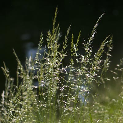 wintergrass