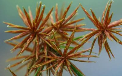 News 7 Looking Out for Winter Weeds in Lawn
