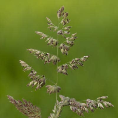 weed killer