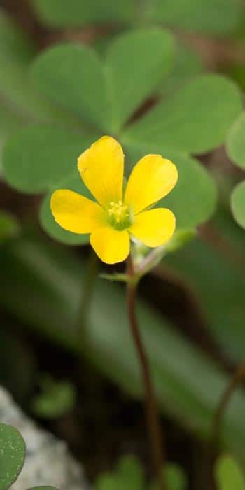 winter weeds in lawn