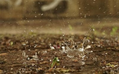 News 4 Has Your Soil Stopped Absorbing Water?