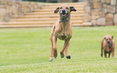 Caring for Your Individual Lawn Variety