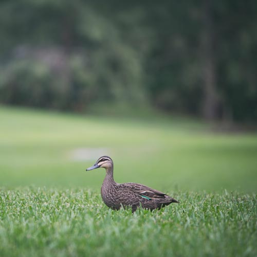 best practices for your lawn variety
