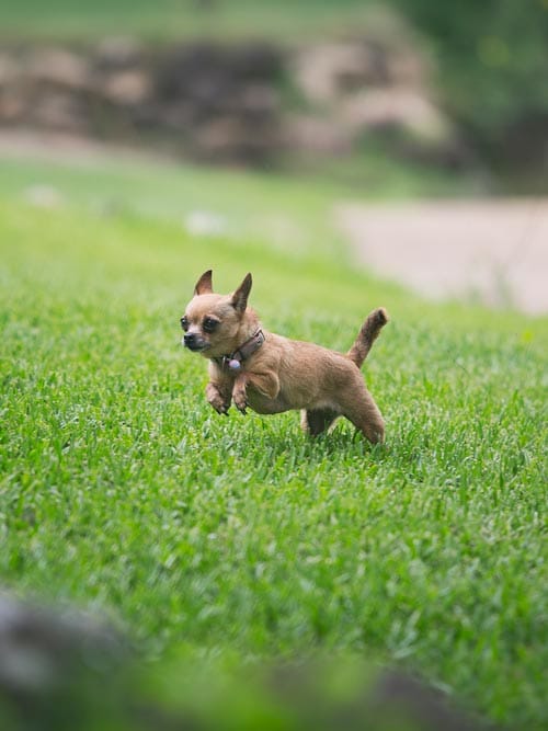 fix your lawn this winter