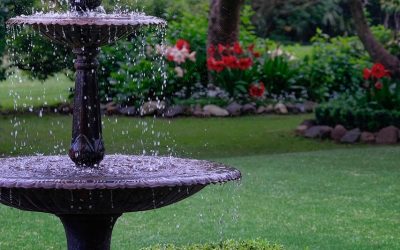 News 1 Improving Your Lawn’s Wintercolour