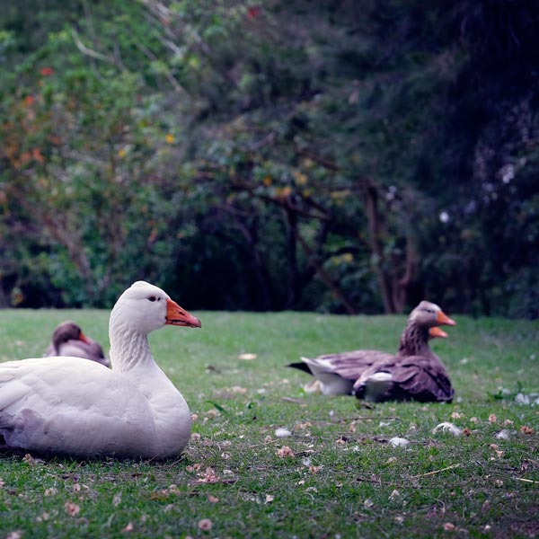 settle in to good practices for winter care