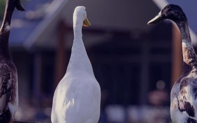 News 2 Caring for Your Lawn in Winter
