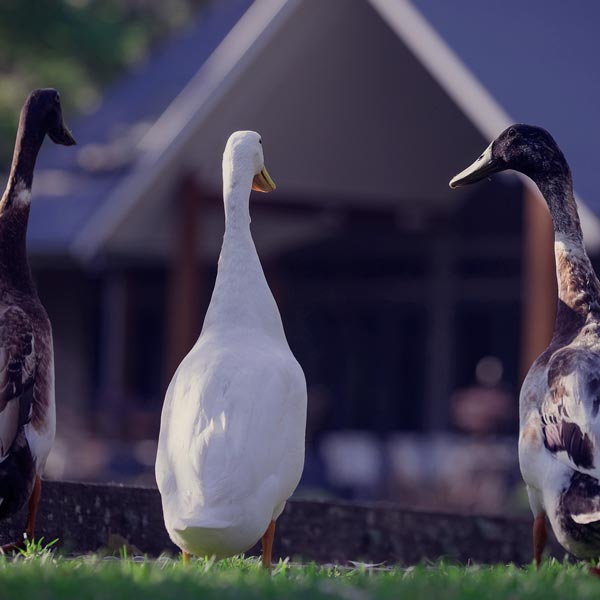 watch to see what your lawn needs