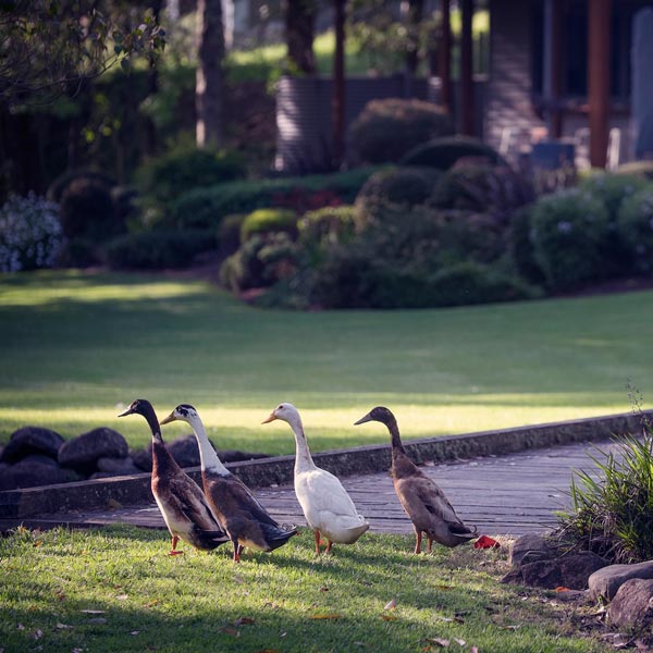 look out for your lawn in winter