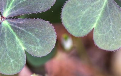 Overpowering Creeping Oxalis Weed