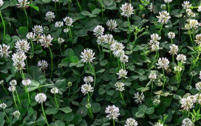 What Clovers Really Mean for Your Lawn