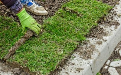 Plant Your New Lawn Now