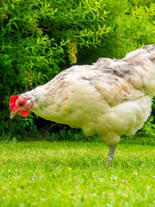 chicken 1