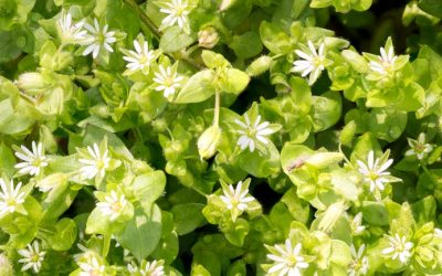 News 15 The Simple Solution to Deal with Chickweed