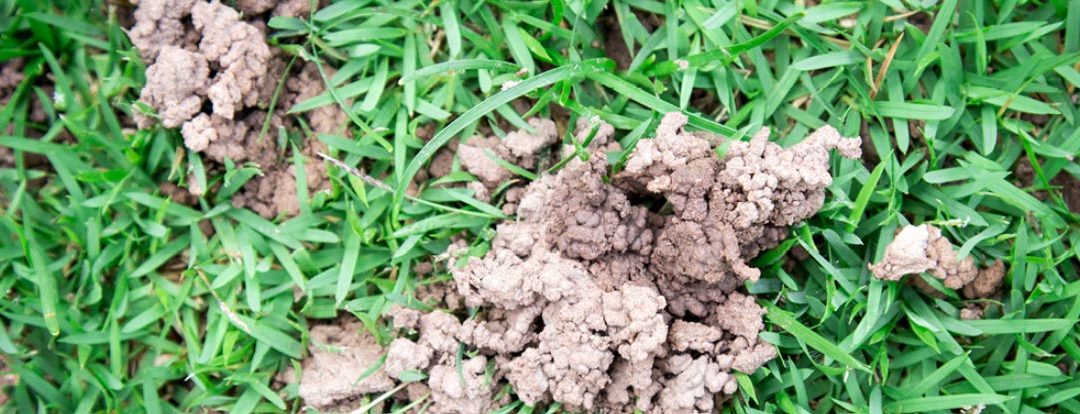 What Are Those Weird Mudballs In My Lawn?
