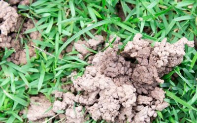 News 7 What Are Those Weird Mudballs In My Lawn?