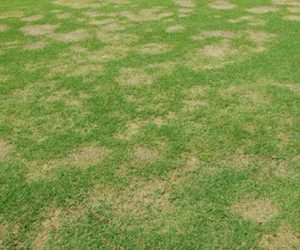 News 9 Spring Dead Spot: Are You at Risk?