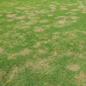 Spring Dead Spot: Are You at Risk?