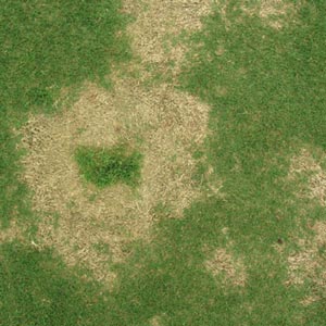spring dead spot