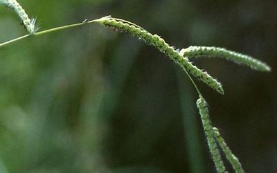 News 5 Paspalum: The Worst of Them All