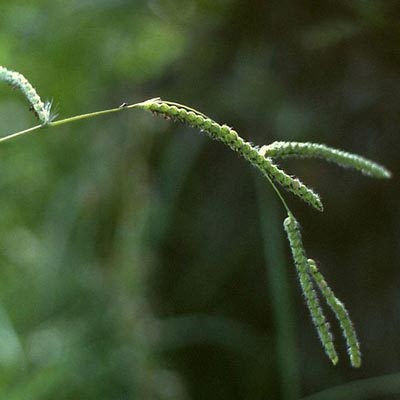 800px Paspalum dilatatum1