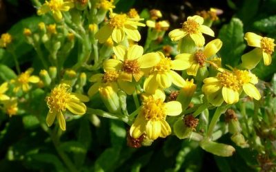News 2 Fireweed: A Danger Hidden in Our Gardens