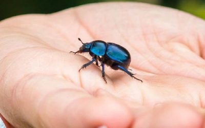 News 6 Avoid the Damage of the African Black Beetles