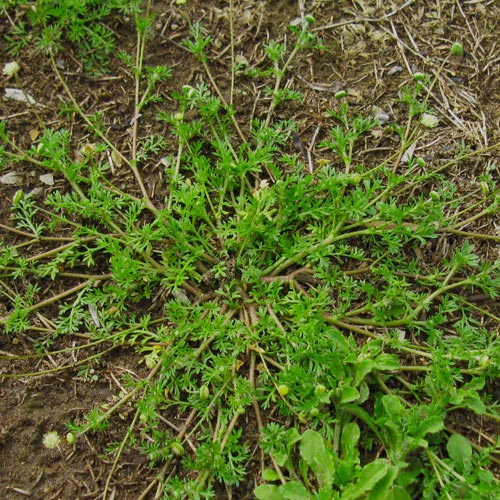 Cotula australis plant12 151626209051