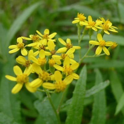 Fireweed Groundsel flowers 8668651482