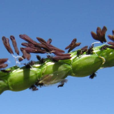 Paspalum notatum spikelets11 7391316766 cropped