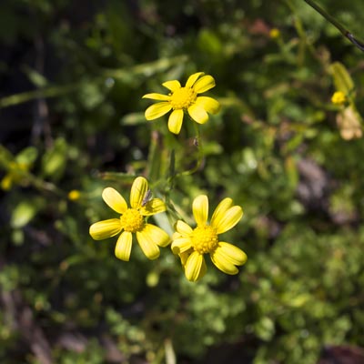 shutterstock 490417921