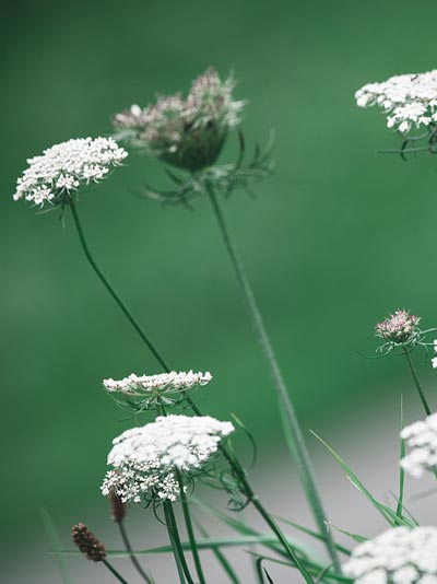 wild carrot 1591464 960 720