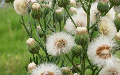 Fleabane: The Pain in Your Backside