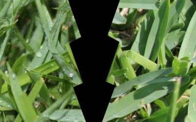 How to Hold Off Invading Grass