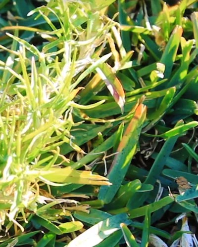 invasive3