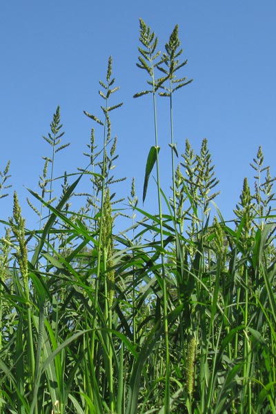 Echinochloa crusgalli habit3 Flickr Macleay Grass Man 1