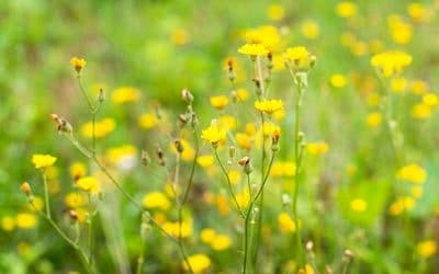 Cats Ear: How to Keep it From Your Yard